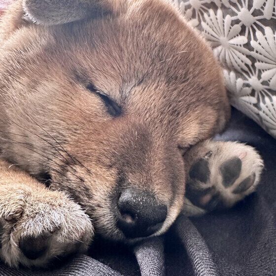犬のしゃっくりはなぜ起こる? しゃっくりの原因と対処法とは いぬのきもち