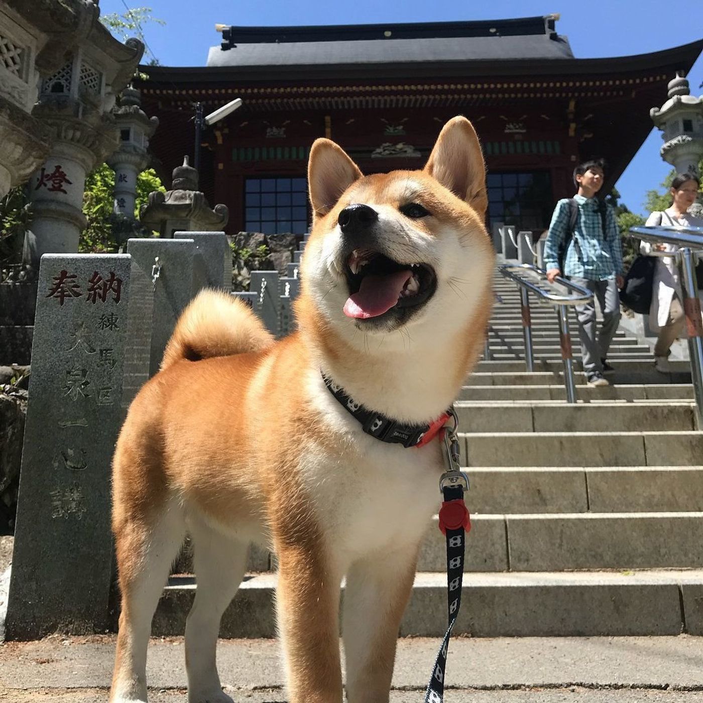 東京都 愛犬と初詣に行ってみない 犬連れokの 武蔵御嶽神社 いぬのきもちweb Magazine 東京都 愛犬と初詣に行ってみない 犬連れokの 武蔵御嶽神社 いぬのきもちweb Magazine