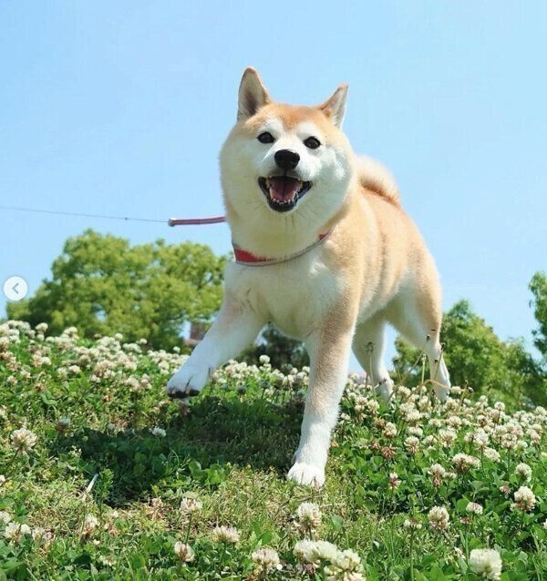 楽しそうなチャーミーちゃん