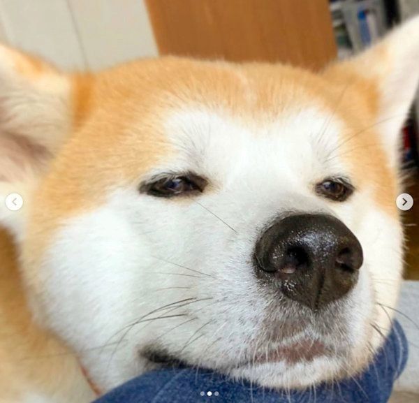 アゴ乗せするジロウちゃん