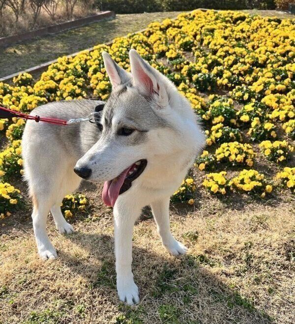 お散歩を楽しむステラくん