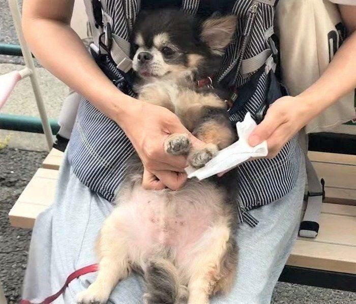 散歩で汚れた足を大人しく拭いてもらうチワワ すっきり W いぬのきもちweb Magazine