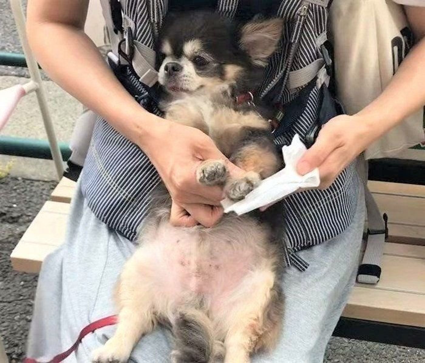 散歩で汚れた足を大人しく拭いてもらうチワワ すっきり W いぬのきもちweb Magazine 散歩で汚れた足を大人しく拭いてもらうチワワ すっきり W いぬのきもちweb Magazine