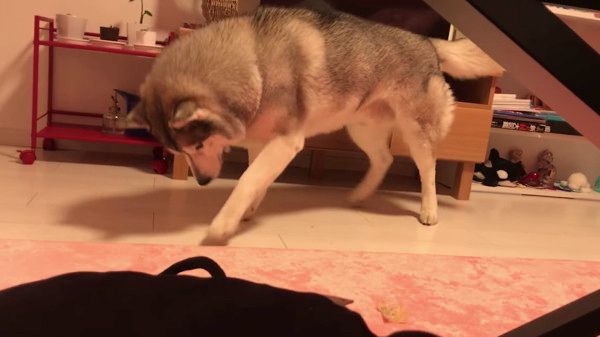 絨毯で遊ぶシベリアン・ハスキー
