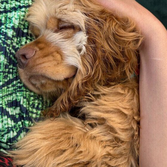 気持ちよさそうにお昼寝中のオメガ・ロカニエルくん（アメコカ）