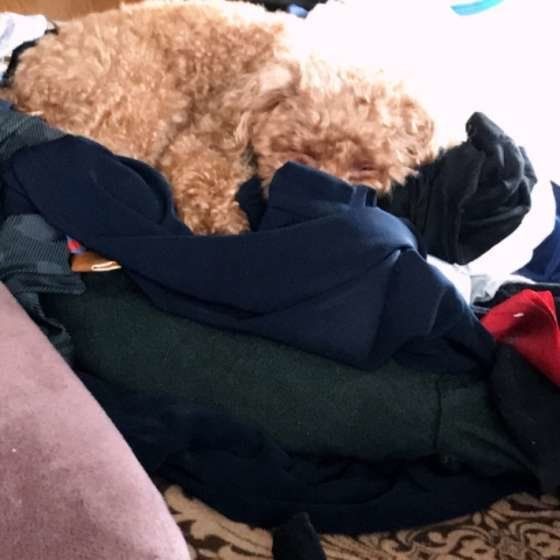 トイ・プードルのTEDくん