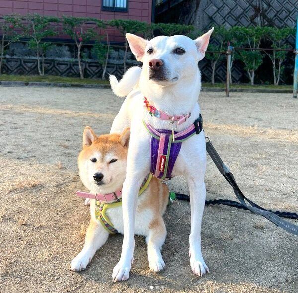 お散歩中のハルちゃん、すずちゃん