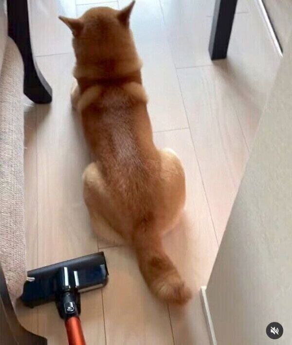 掃除機が近くにきても意地でもどかないこたろうくん