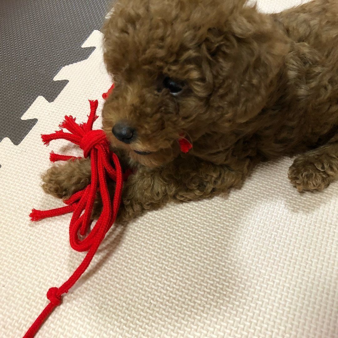100均のひもで遊ぶトイプードルのしゅしゅ