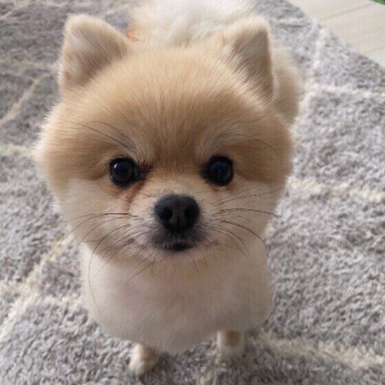 犬がウンチ中に飼い主をチラチラ見る心理は？ いぬのきもち