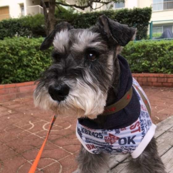 ミニチュア・シュナウザー