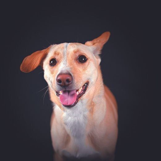 ビビリのてん汰くんも犬丸さんのスキルで素敵な写真に