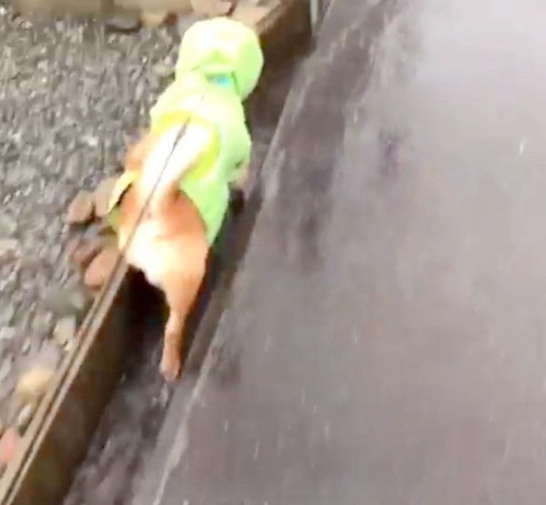 雨の日を楽しむ柴犬