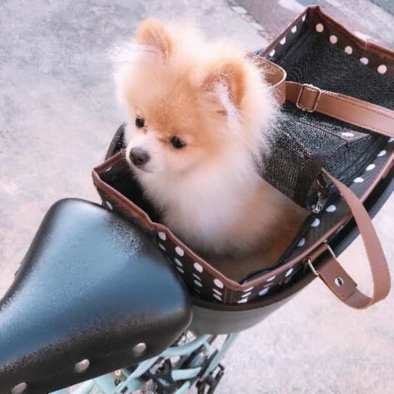 お出かけモードのししまるちゃん