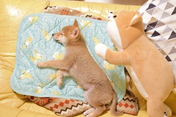 くつろぐりんご郎くん