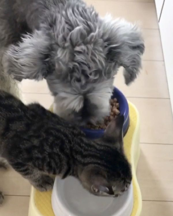 猫と一緒にゴハンを食べる犬