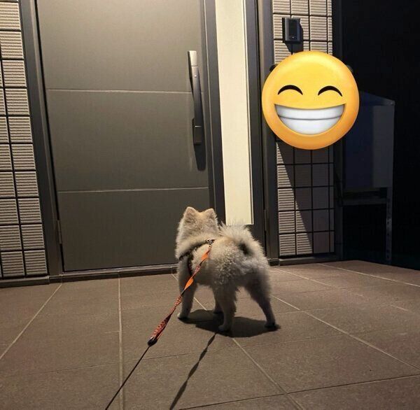 玄関で待っているゴン太くん