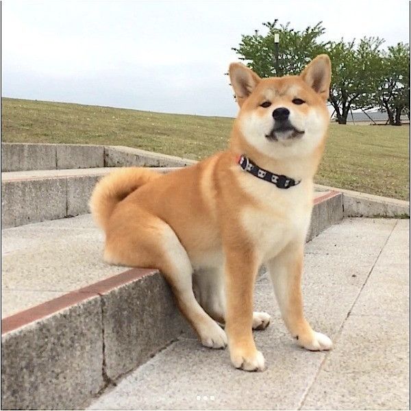 まるで人間みたい ラクチンな座り方を覚えてしまったワンコ いぬのきもちweb Magazine