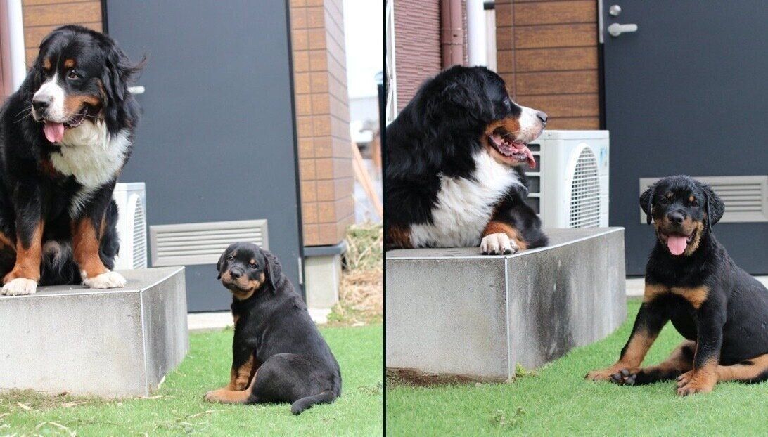 セドリックくんとタイカンくん