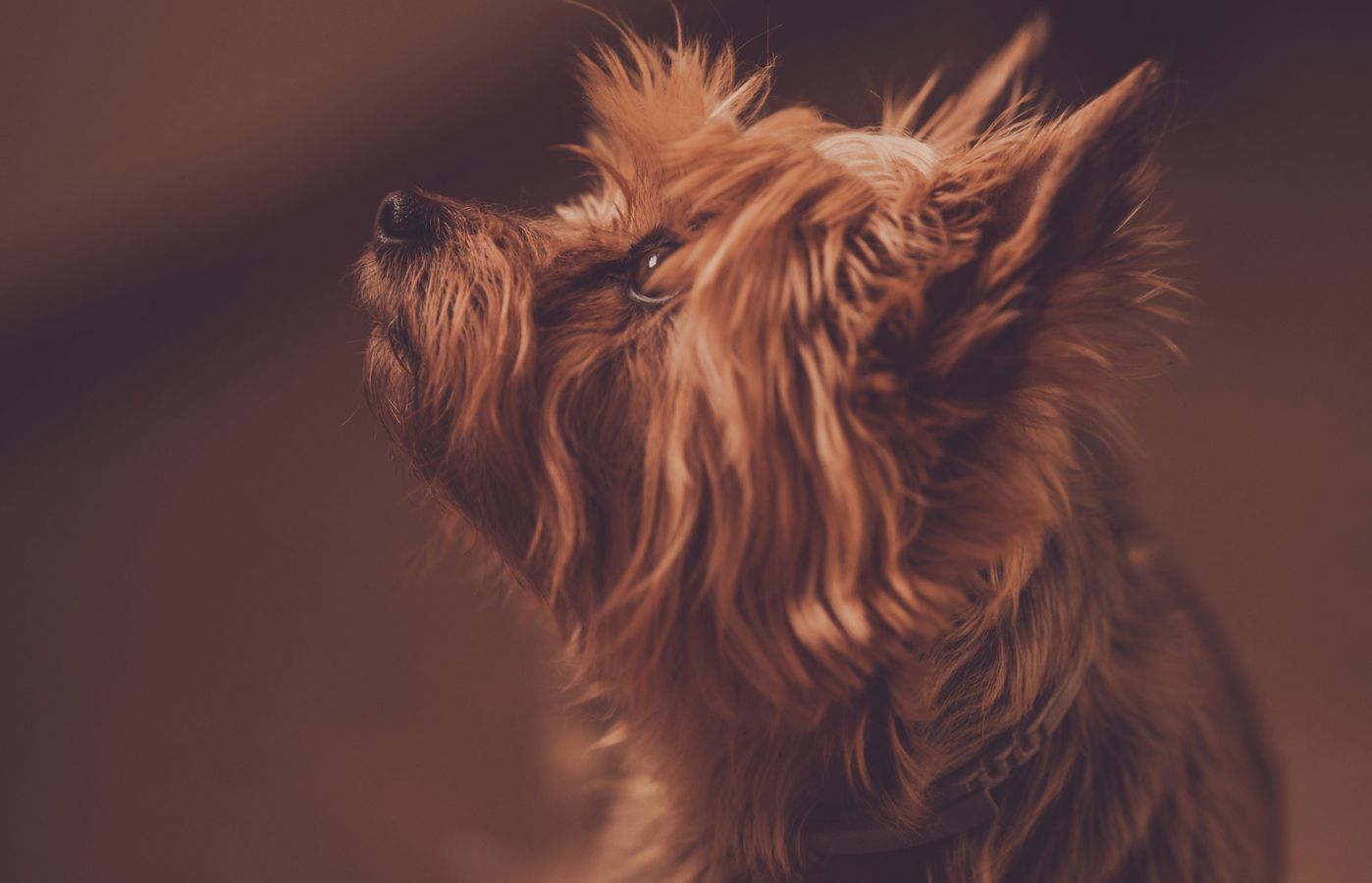 オーストラリアン シルキー テリアの特徴と性格 飼い方 価格相場など 犬図鑑 いぬのきもちweb Magazine オーストラリアン シルキー テリアの特徴と性格 飼い方 価格相場など 犬図鑑 いぬのきもちweb Magazine