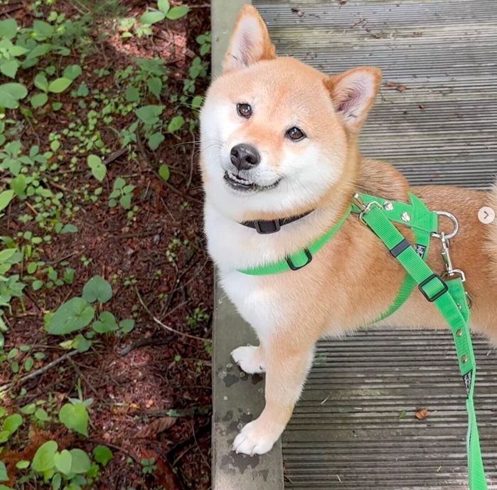 散歩中にキツツキに遭遇した富くん