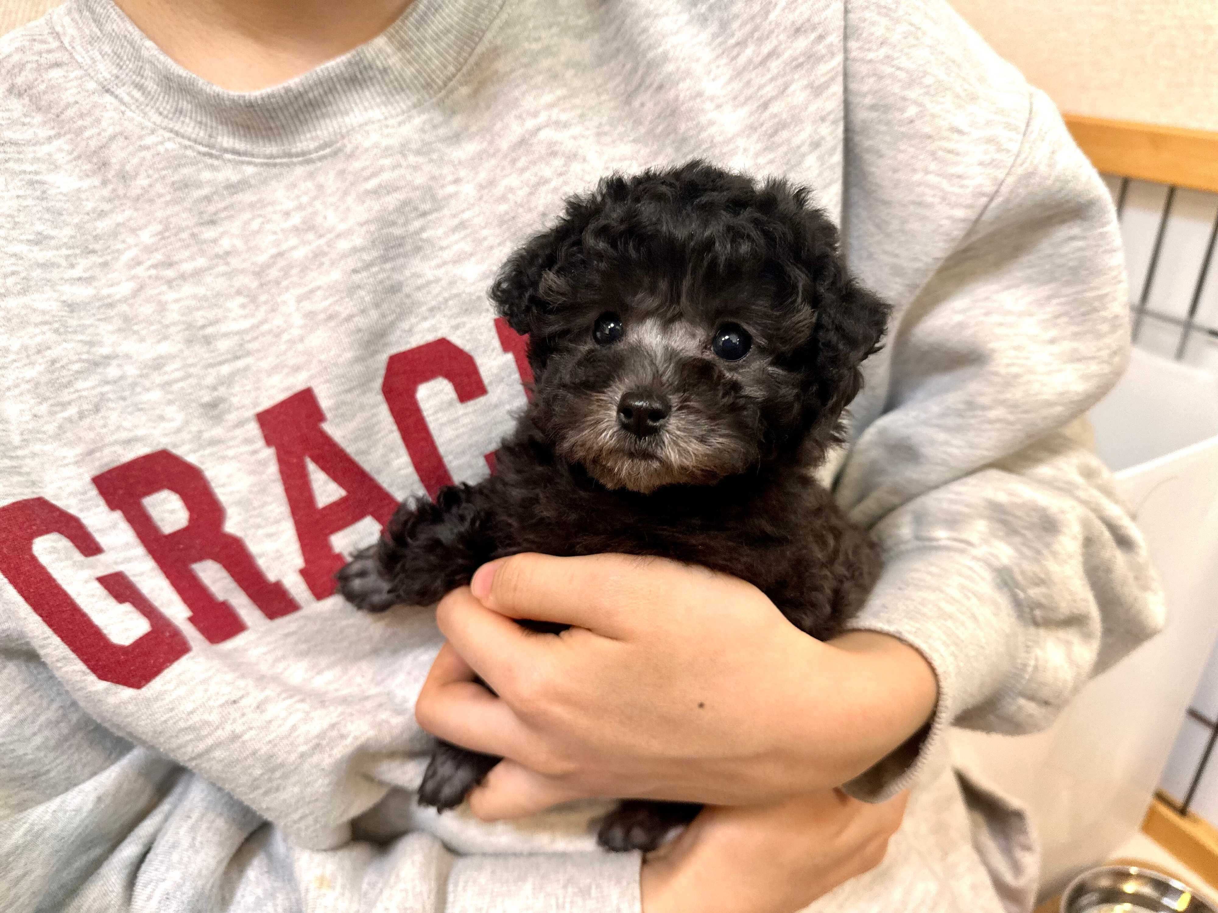 子犬時代のエマちゃん　小さな体と黒い被毛がかわいらしい