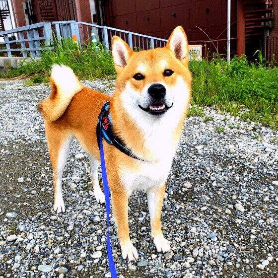 犬が肉球を火傷をしてしまった際の対応と火傷の予防でできること いぬのきもち