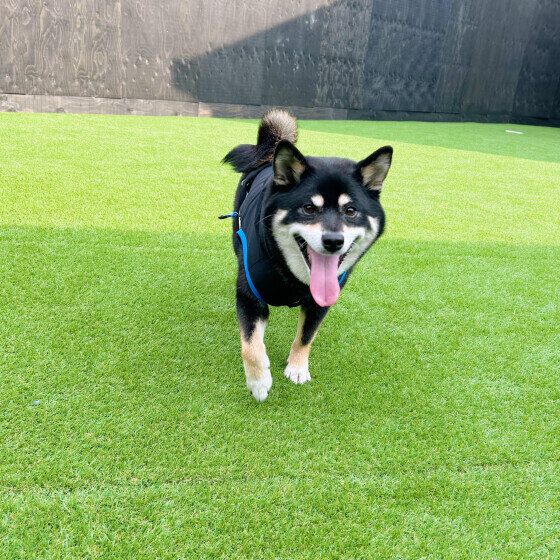 ドッグランで楽しそうに走る柴犬 いぬのきもち