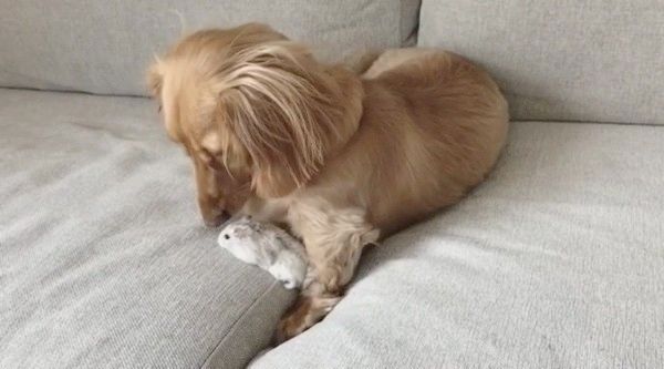 ミニチュア・ダックスフンドとハムスター