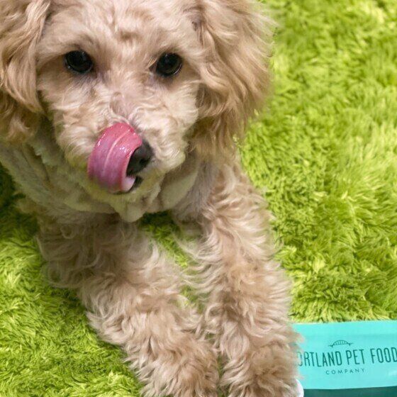 舌を出すトイ・プードルのアプリちゃん