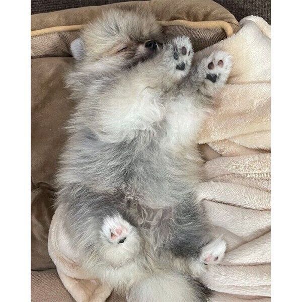 眠るぽん太くん