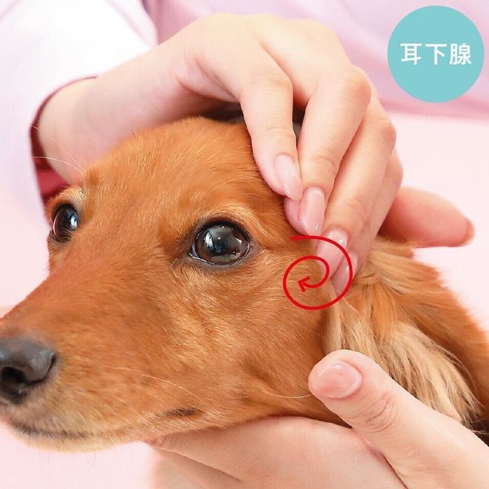 耳下腺