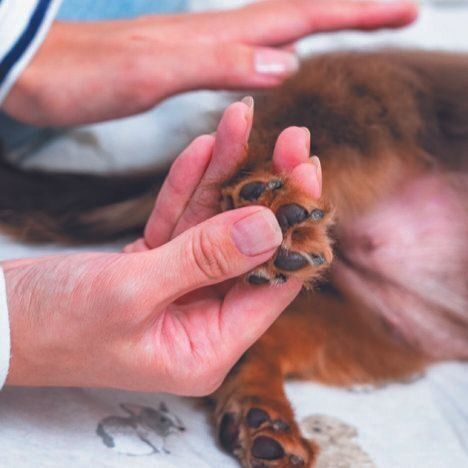 歩く感覚を忘れないように足裏を指圧