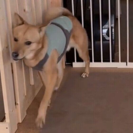 塁  Ｍｉｘ（雑種）中型犬 最近のお気に入りの遊び