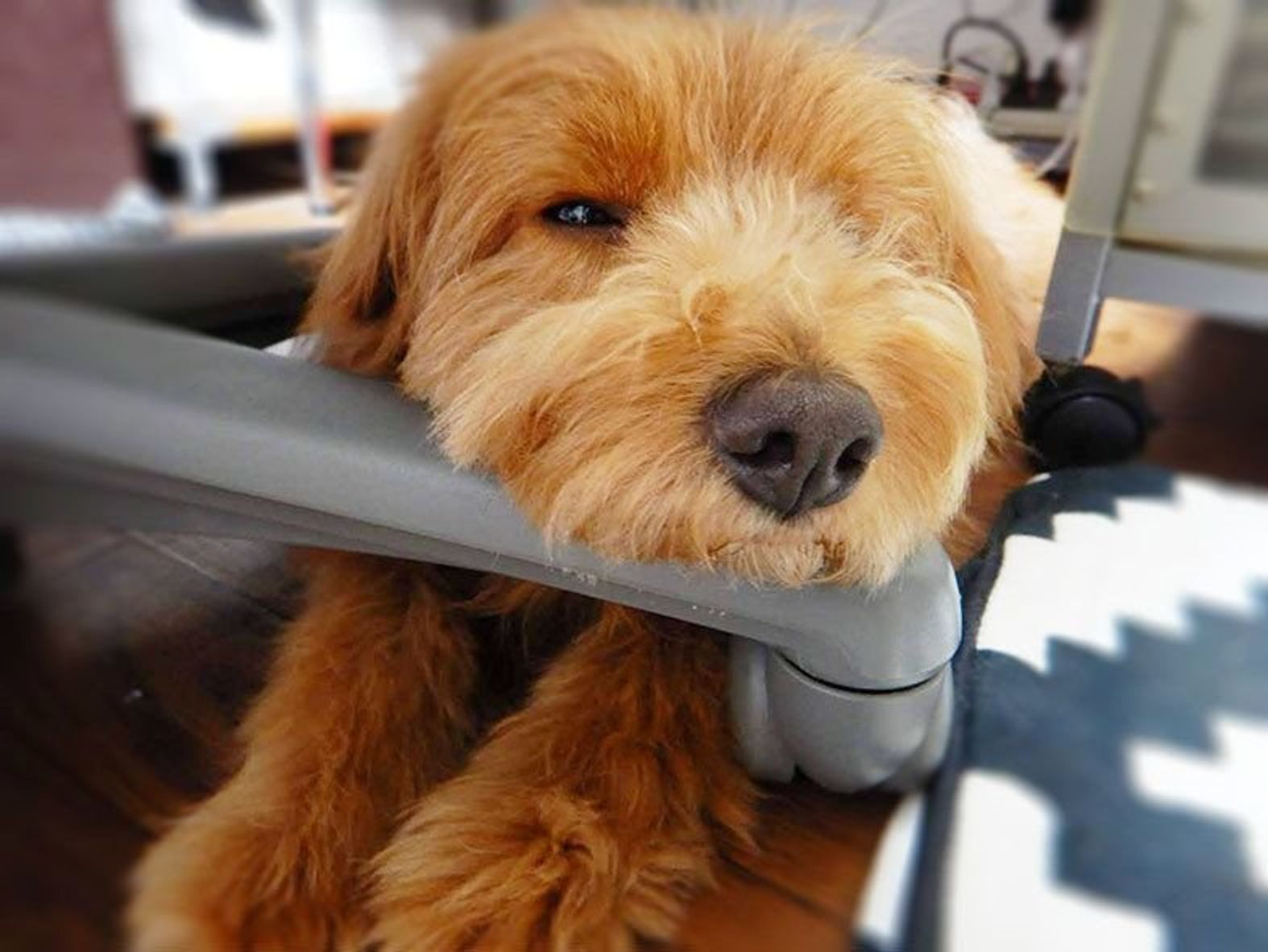 ゾッとした危険な愛犬の寝場所 連載 こぐま犬てんすけ Vol 15 いぬのきもちweb Magazine ゾッとした危険な愛犬の寝場所 連載 こぐま犬てんすけ Vol 15 いぬのきもちweb Magazine