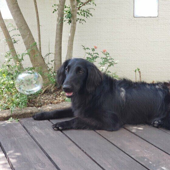 フラットコーテッド・レトリーバー