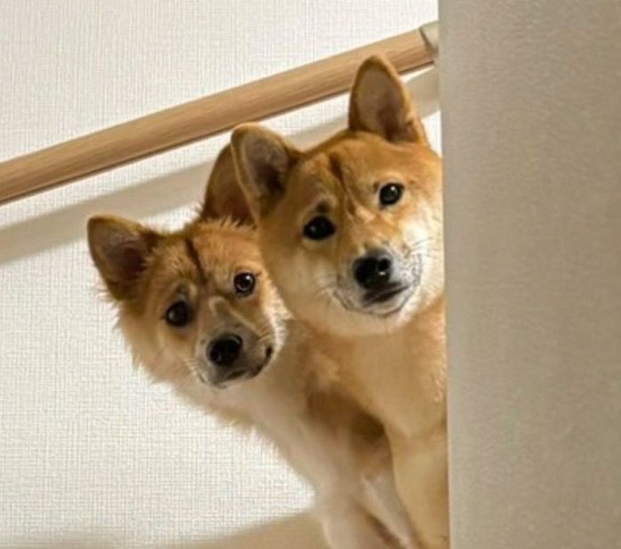 帰宅した飼い主さんを見つめるまろちゃん、なのちゃん