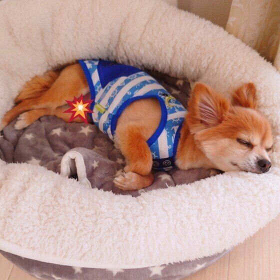 チワワの陸くん