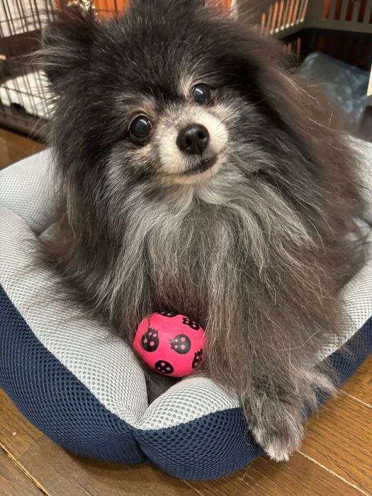 ボールを守るポメラニアン9才
