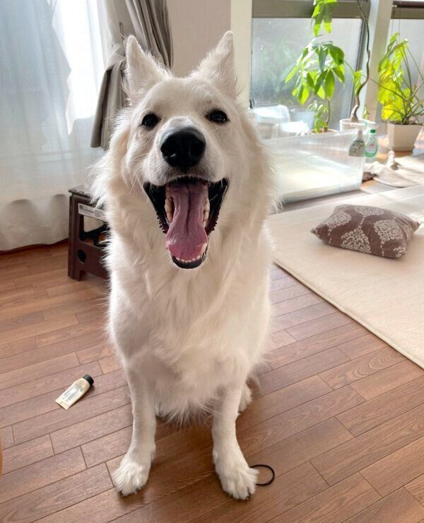 笑顔のモフちゃん