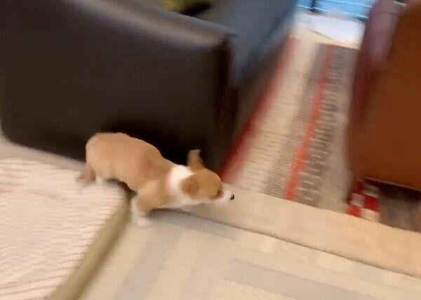 走り回るぽん太くん