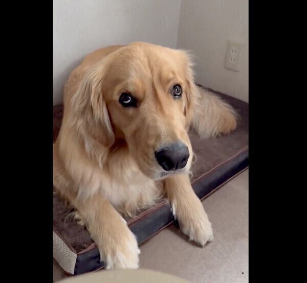 眠そうなぐぅちゃん