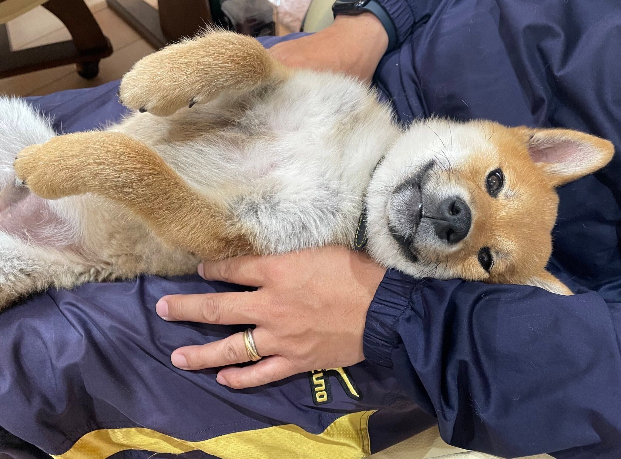 甘えるれんくん