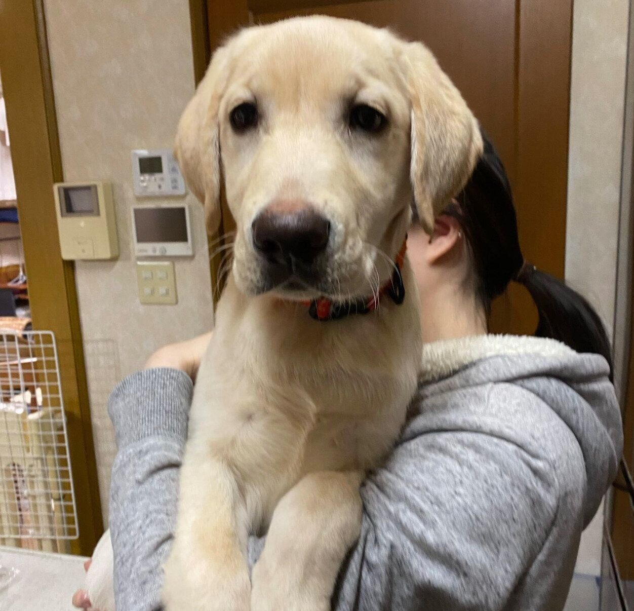 タレ目が可愛いエルくん