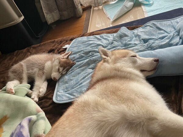 眠るココちゃん、イチくん