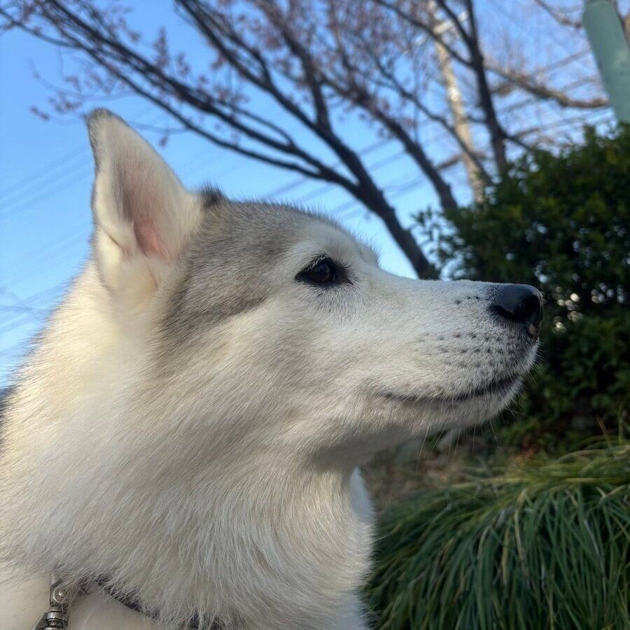 桜の木の下できりっとした表情を見せるしゃるむちゃん