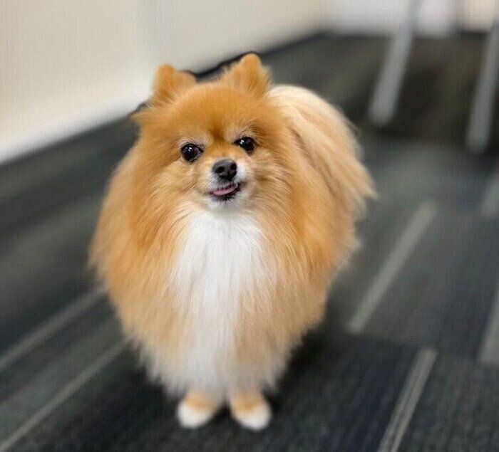 何かよからぬ事をたくらんでいそうなニコリちゃん