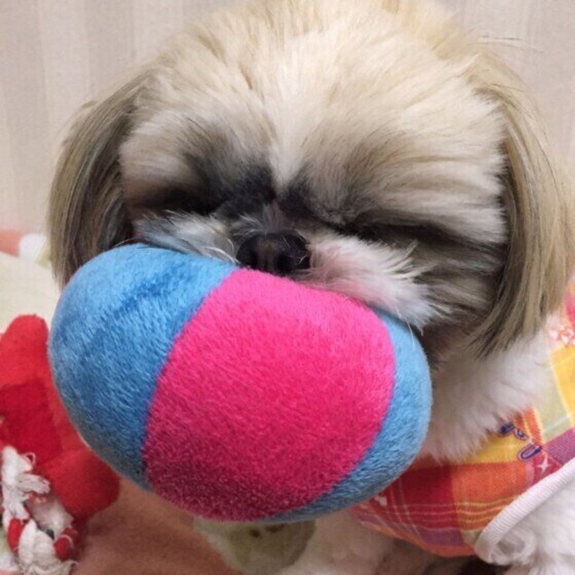 獣医師監修 犬にマンゴーを与えるときは注意が必要 与えるメリットとデメリットを解説 いぬのきもちweb Magazine 獣医師監修 犬にマンゴーを与えるときは注意が必要 与えるメリットとデメリットを解説 いぬのきもちweb Magazine