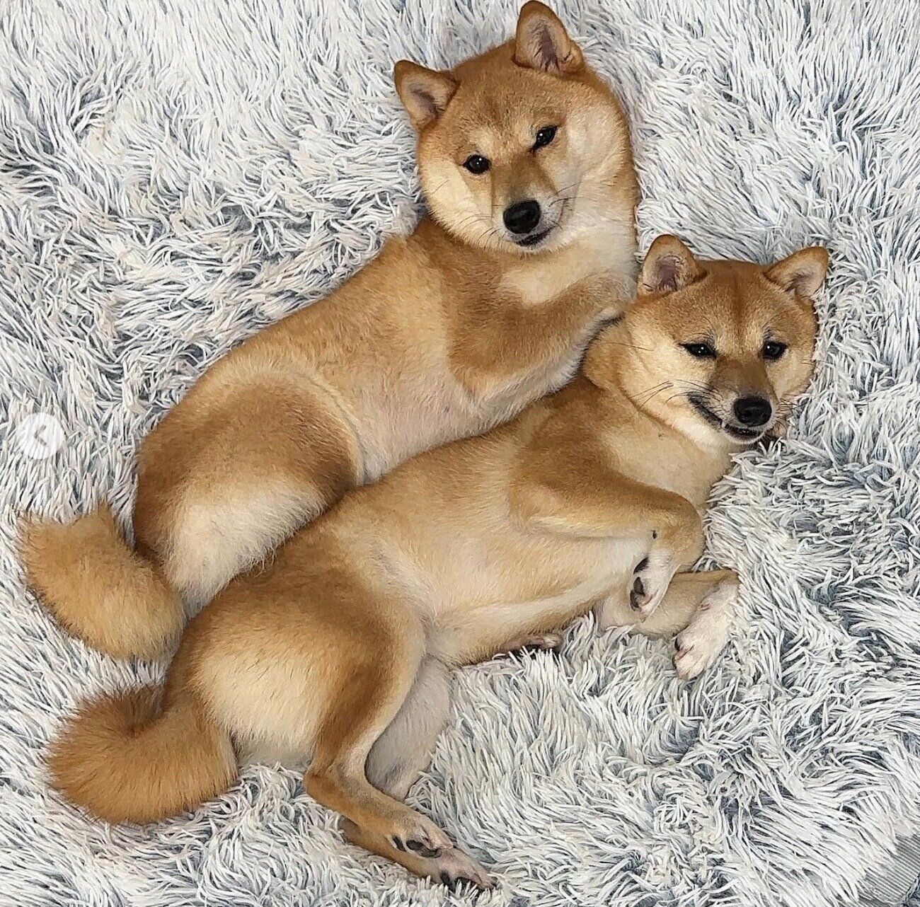 くっつくはなちゃん、まるちゃん