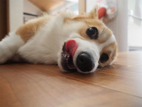 見つめるいろはちゃん